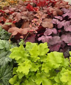 Heuchera & Heucherella