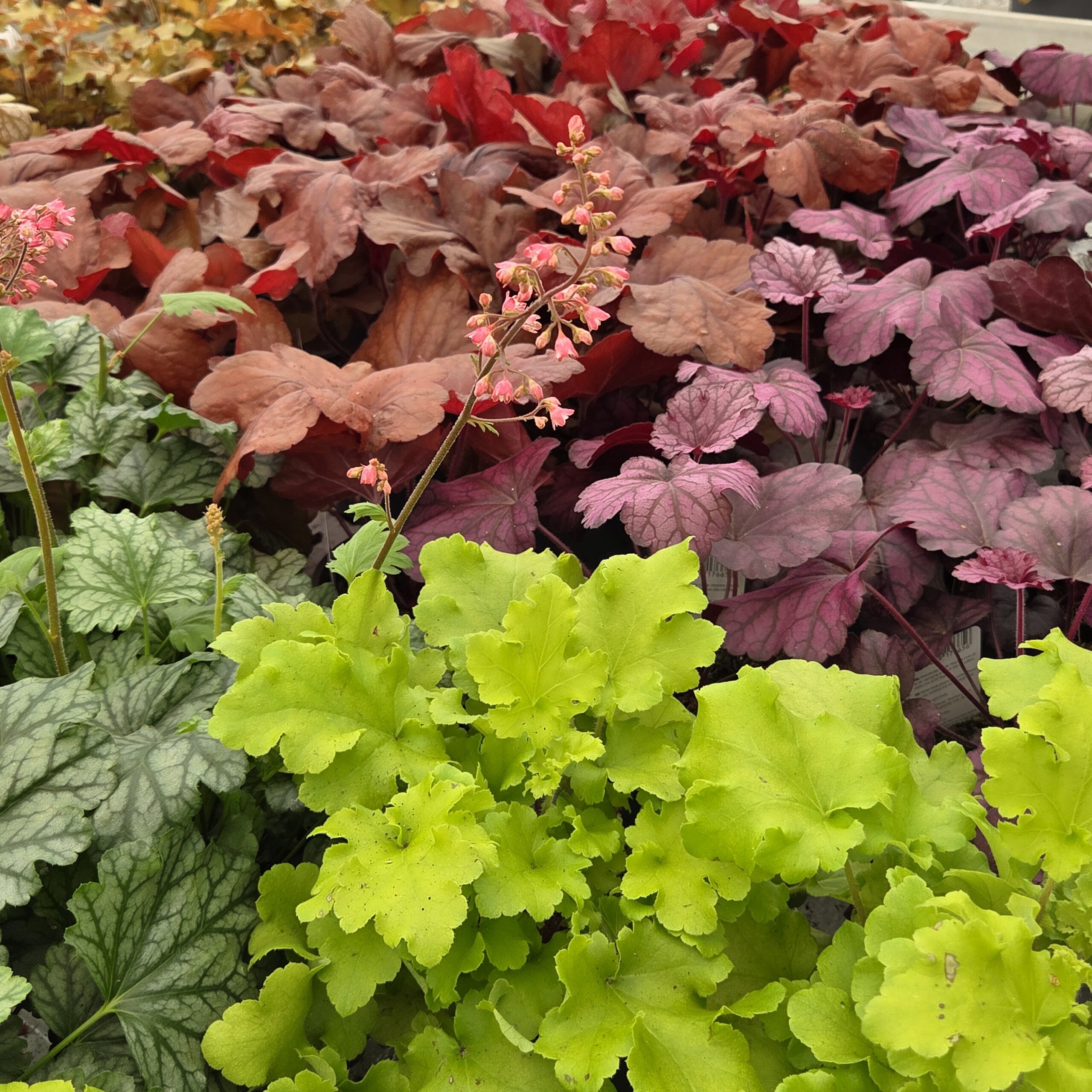 Heuchera & Heucherella