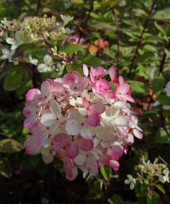 Syrinhortensia - Hydrangea paniculata - Bilde 6