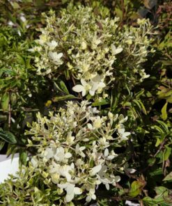 Syrinhortensia - Hydrangea paniculata - Bilde 8