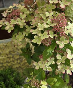 Syrinhortensia - Hydrangea paniculata - Bilde 5