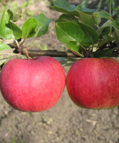 Malus domestica 'Katinka'