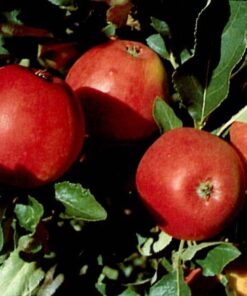 Malus domestica 'Katja'
