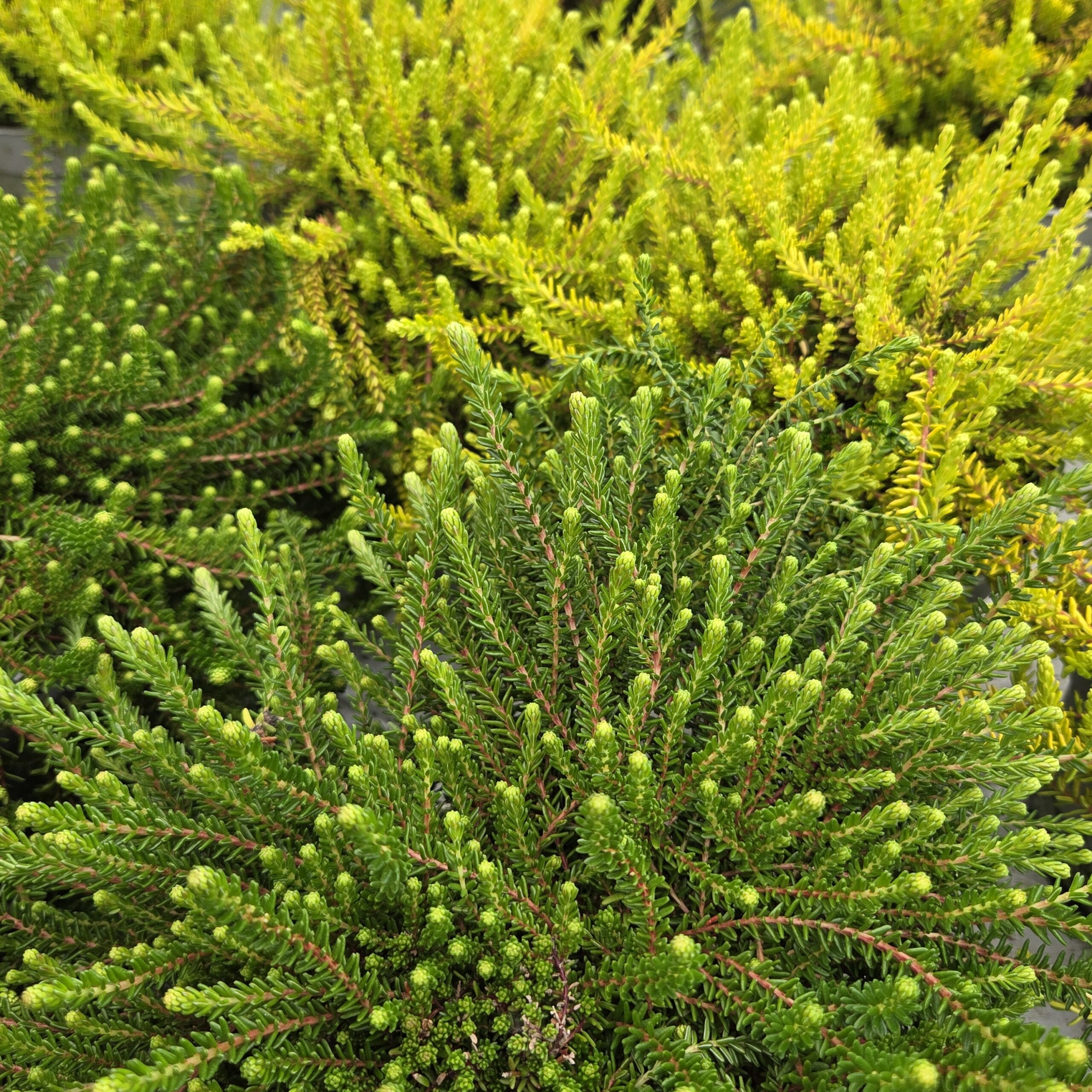 Krekling – Empetrum nigrum