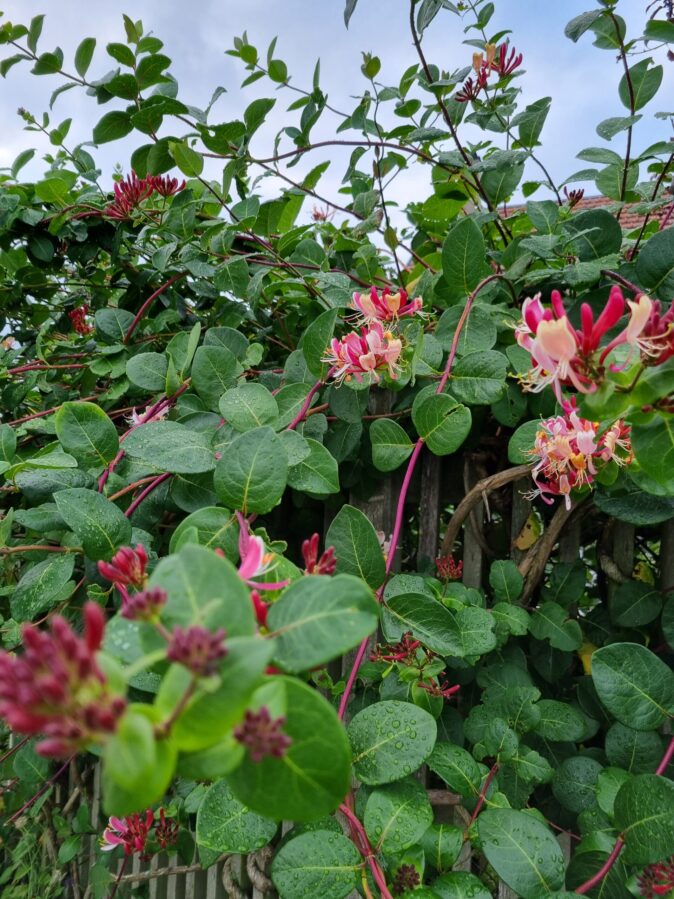 Kaprifol – Lonicera caprifolium