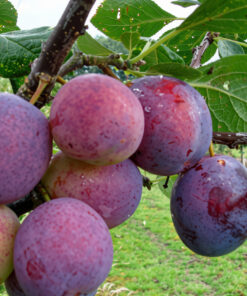 Alternative view of Prunus domestica 'Mallard'