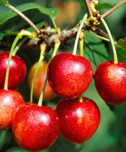 Prunus avium 'Merton Glory' E