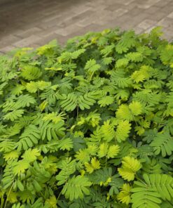 Mimosa pudica