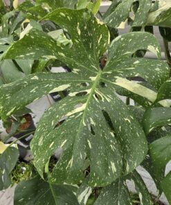 Monstera
