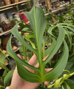 Monstera - Bilde 6