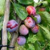 Prunus domestica 'Opal'