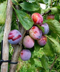 Prunus domestica 'Opal'