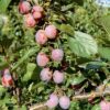Prunus domestica 'Mallard'