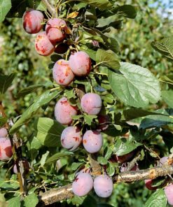 Prunus domestica 'Mallard'
