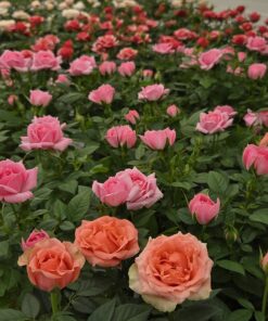 Potterose - Rosa hybrid
