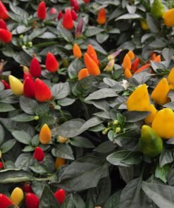Prydchili - Capsicum
