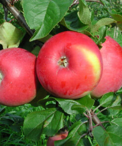 Malus domestica 'Raud Aroma'