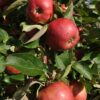 Malus domestica 'Raud Gravenstein'