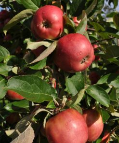 Malus domestica 'Raud Gravenstein'