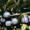 Prunus domestica 'Rivers Early Prolific'