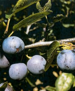 Prunus domestica 'Rivers Early Prolific'