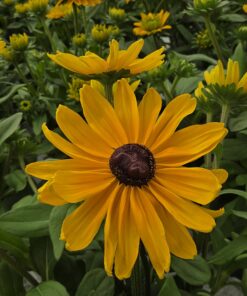 Alternative view of Solhatt - Rudbeckia