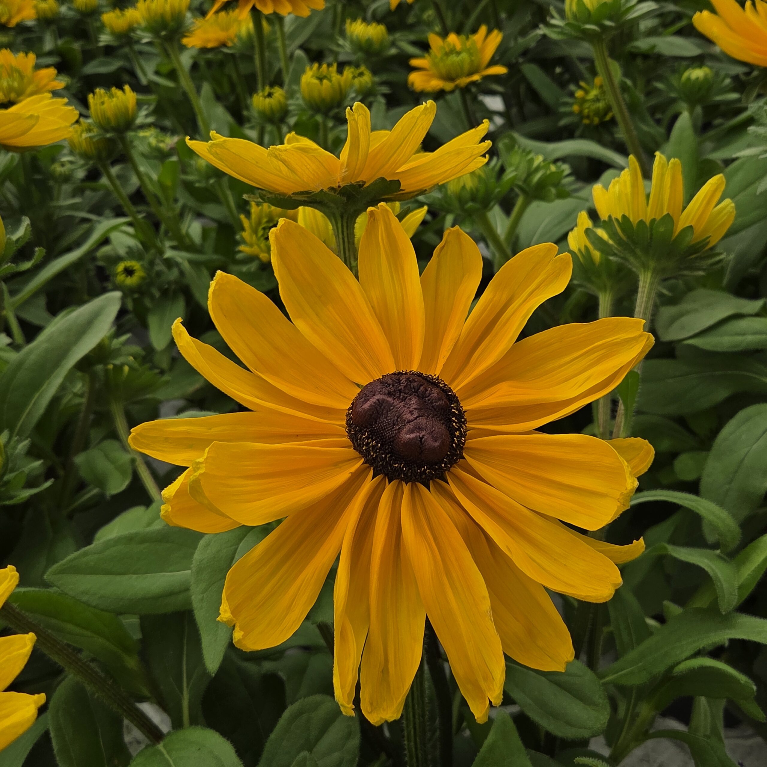 Solhatt - Rudbeckia - Bilde 2