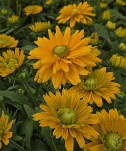 Solhatt - Rudbeckia