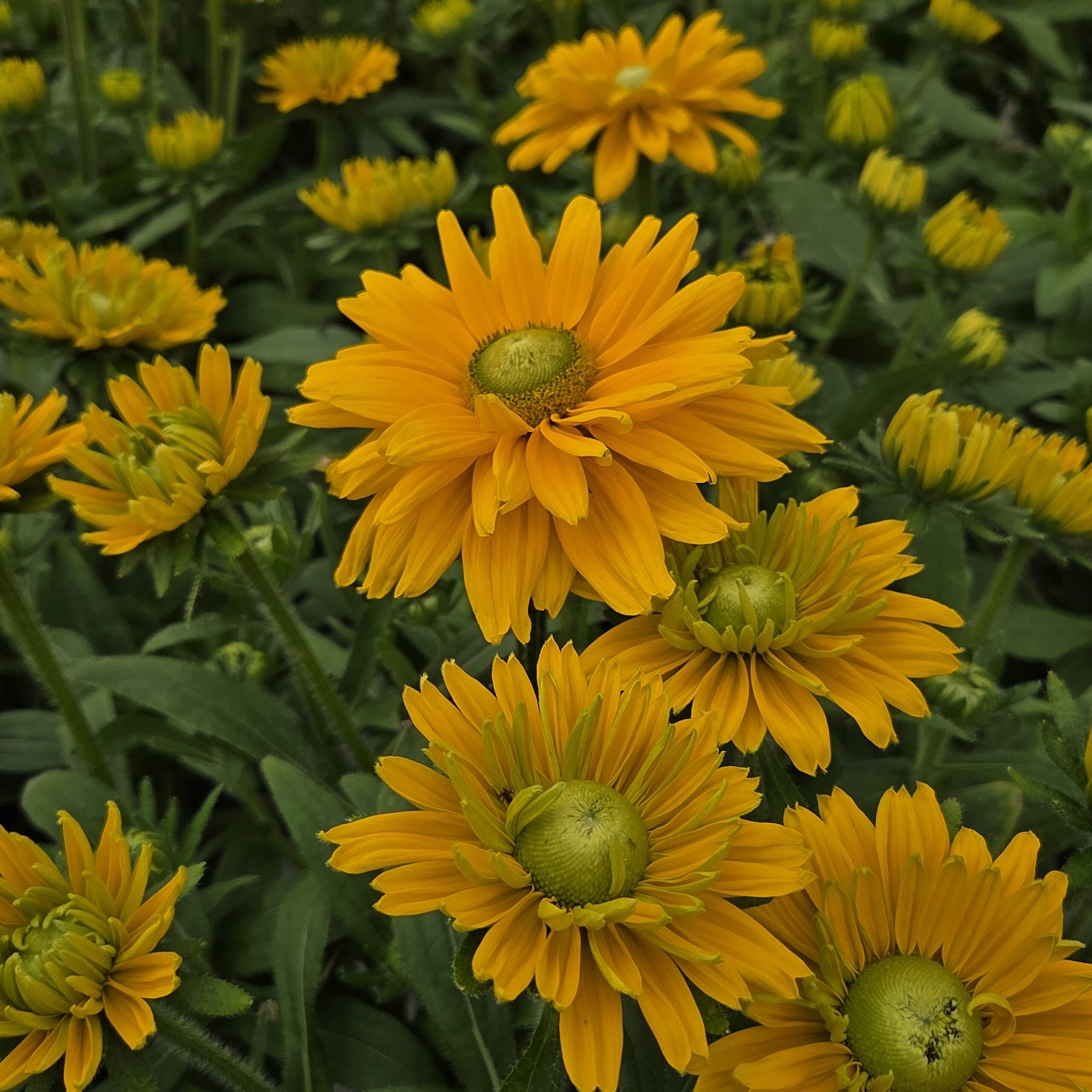 Solhatt - Rudbeckia