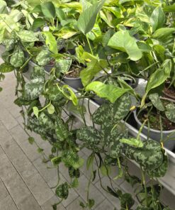 Sølvranke - Scindapsus pictus