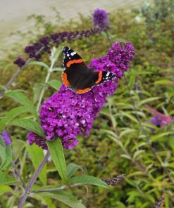Sommerfuglbusk - Buddleja