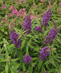 Sommerfuglbusk - Buddleja - Bilde 3