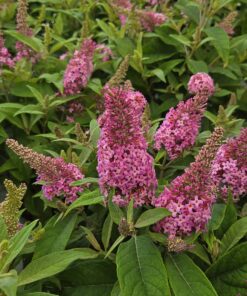 Alternative view of Sommerfuglbusk - Buddleja