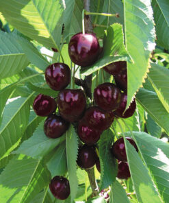 Prunus avium 'Stella'