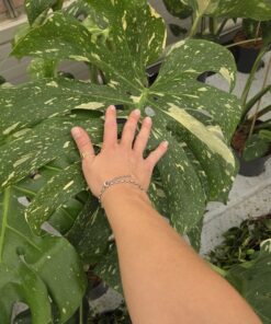 Alternative view of Monstera