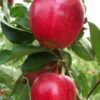 Malus domestica 'Summerred'