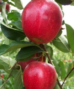 Malus domestica 'Summerred'