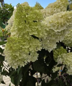 Syrinhortensia - Hydrangea paniculata - Bilde 3