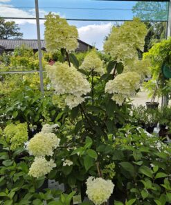 Alternative view of Syrinhortensia - Hydrangea paniculata