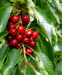 Prunus avium 'Van'