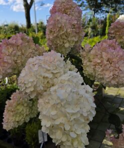Syrinhortensia - Hydrangea paniculata - Bilde 7