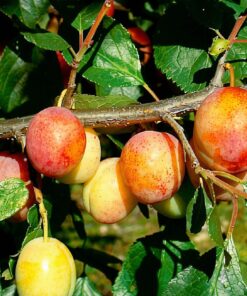 Prunus domestica 'Victoria'