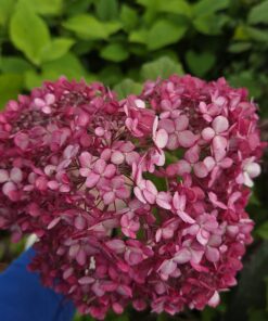 Vierhortensia - Hydrangea arborescens