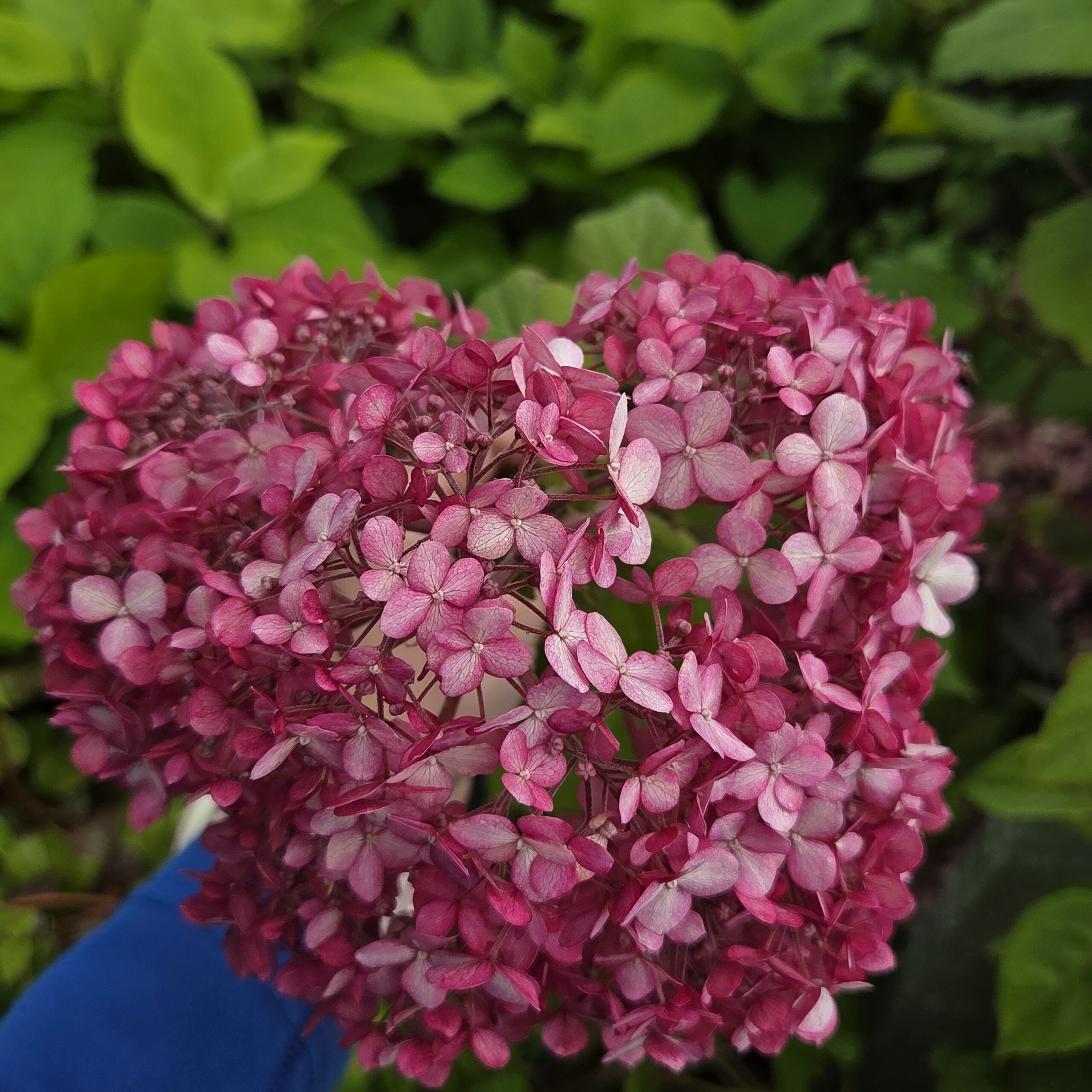 Vierhortensia - Hydrangea arborescens