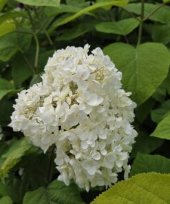 Alternative view of Vierhortensia - Hydrangea arborescens