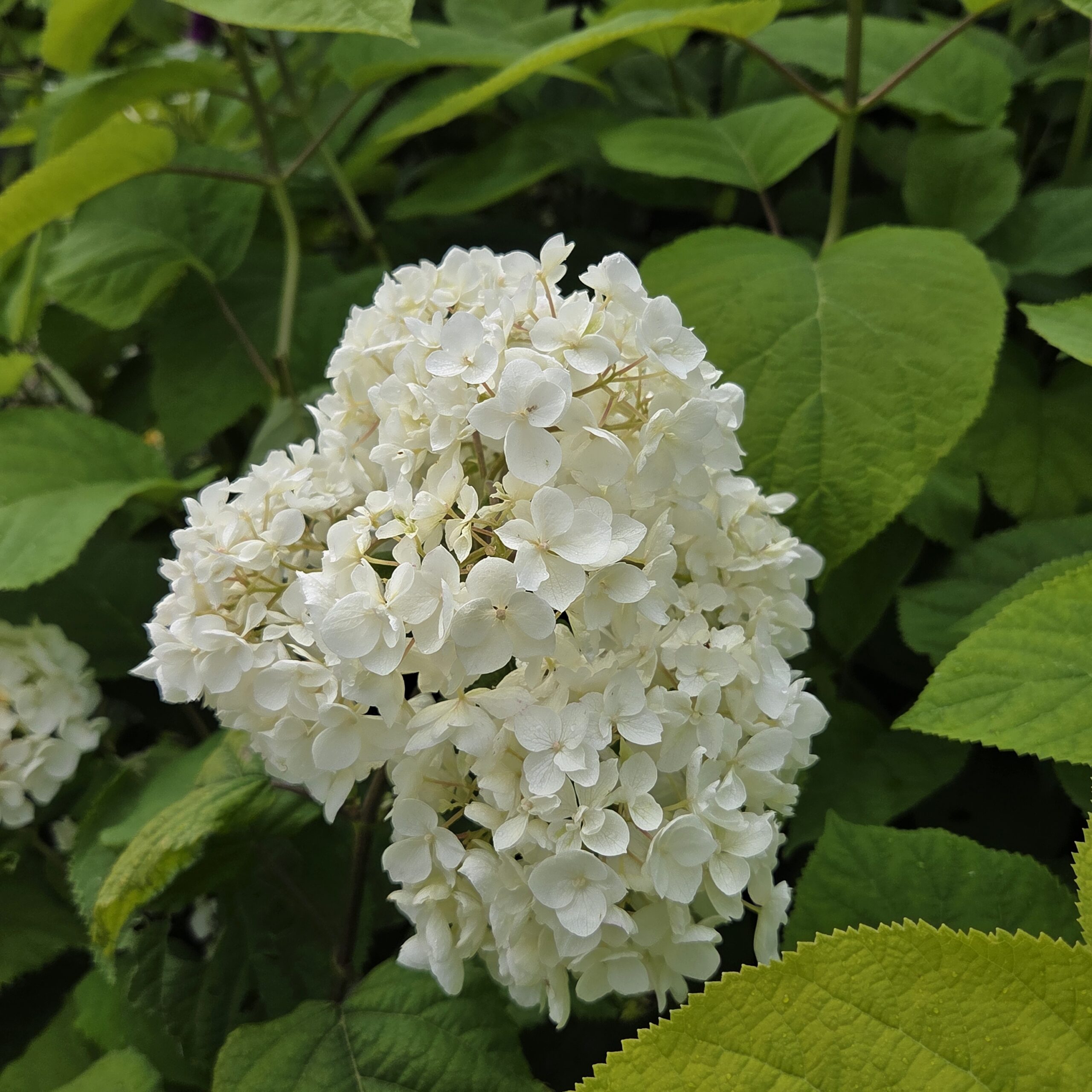 Vierhortensia - Hydrangea arborescens - Bilde 2